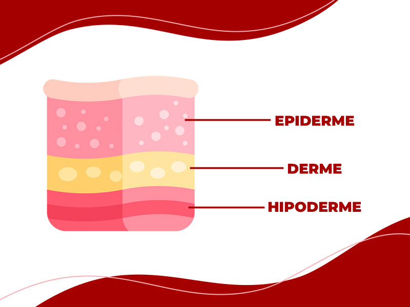 Ilustração que mostra as três camadas de pele