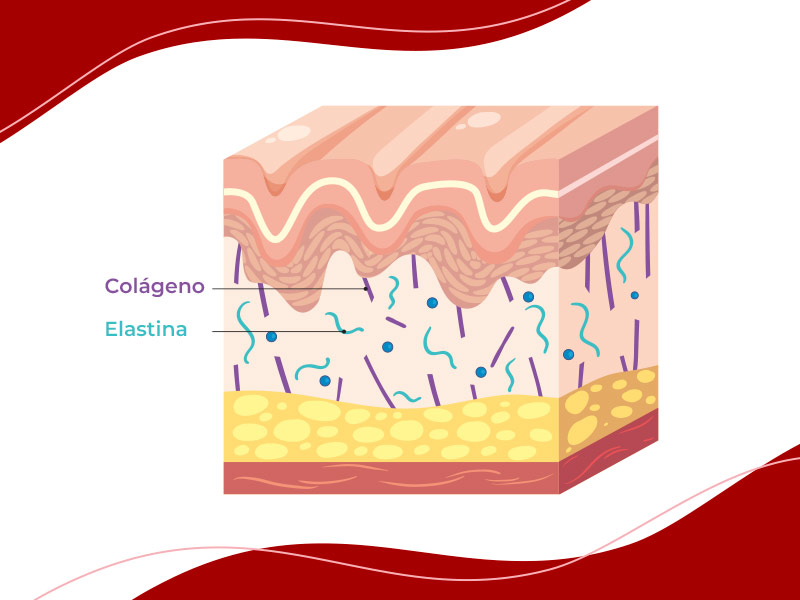 A diferença das duas proteínas: colágeno e elastina