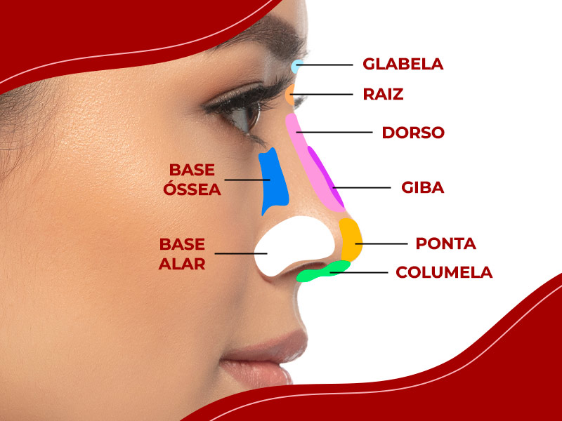 infográfico demonstrando o que é columela e outras partes do nariz